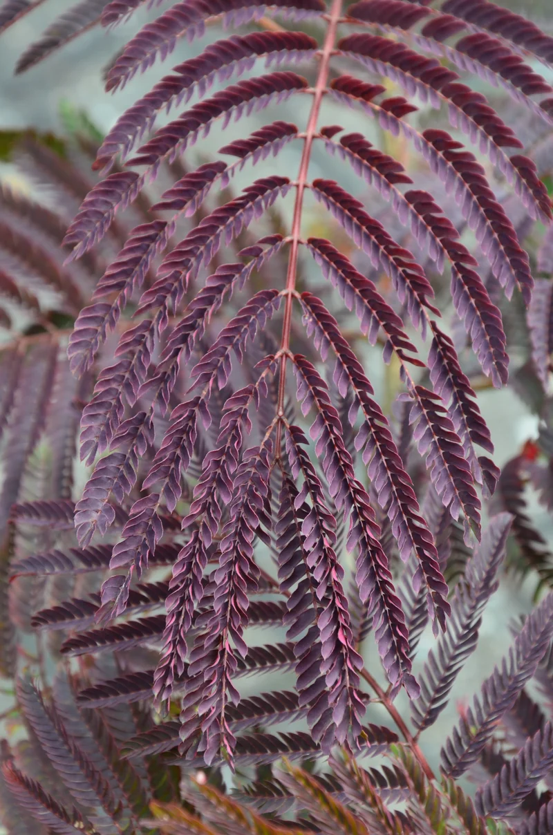 rotlaubiger Schlafbaum - Seidenbaum Albizia julibrissin Summer Chocolate® !RARITÄT!