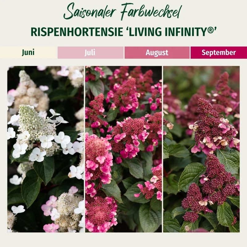 Rispenhortensie 'Living Infinity®'