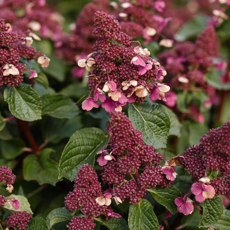 Rispenhortensie 'Living Infinity®'