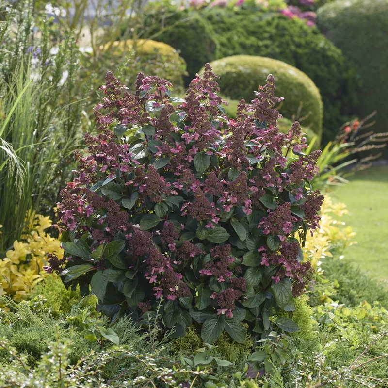 Rispenhortensie 'Living Infinity®'