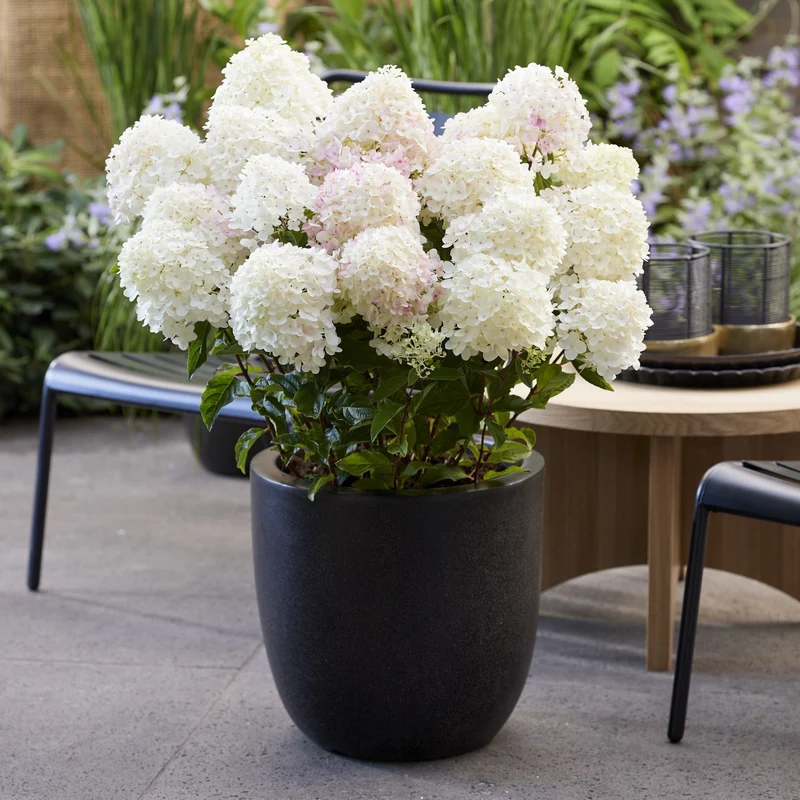 Rispenhortensie 'Living Little Rosy®'