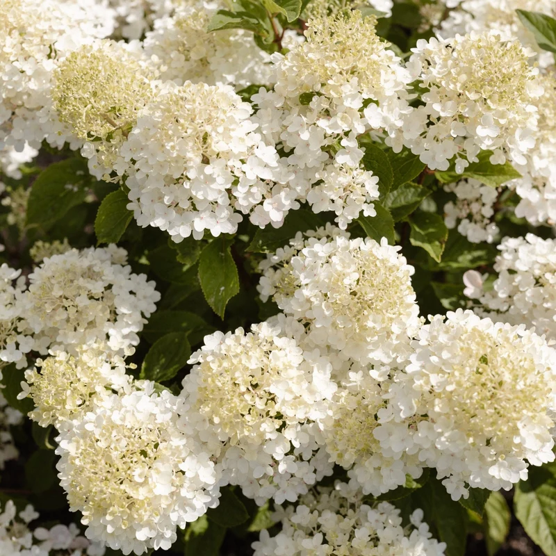 Rispenhortensie 'Living Little Rosy®'