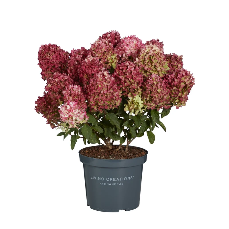 Rispenhortensie 'Living Little Rosy®'