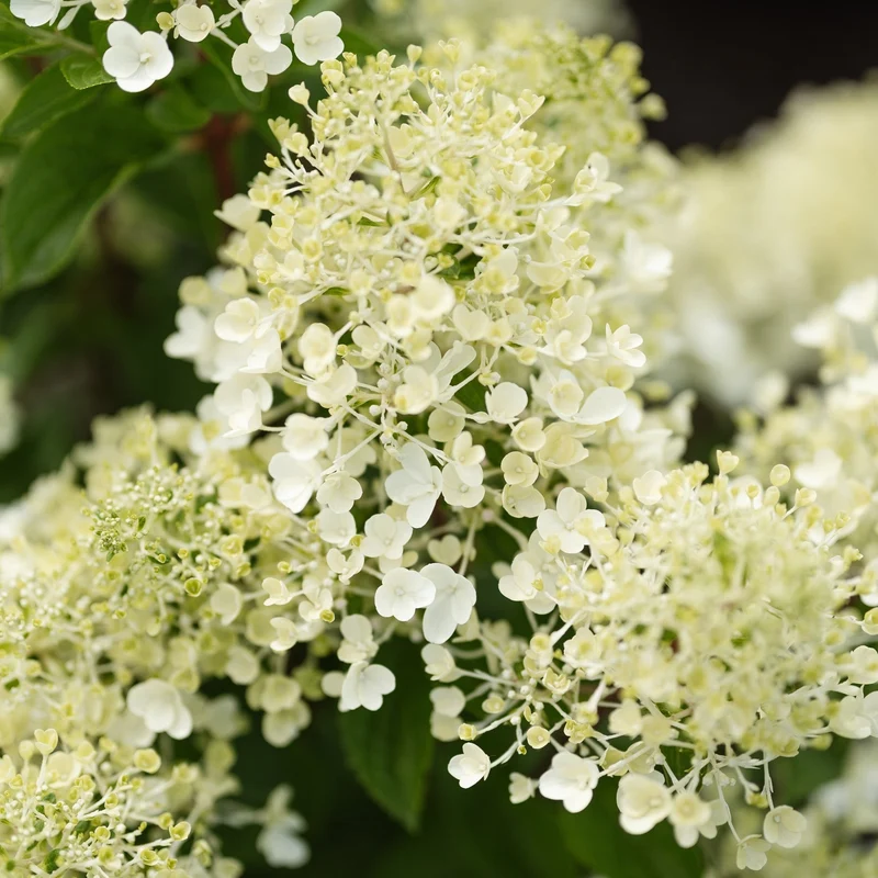 Rispenhortensie 'Living Milk & Honey®'