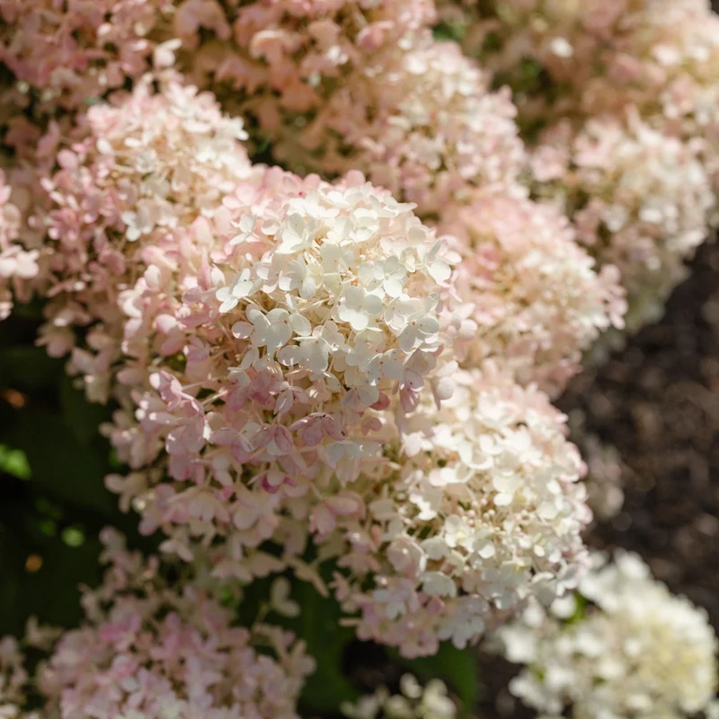 Rispenhortensie 'Living Milk & Honey®'