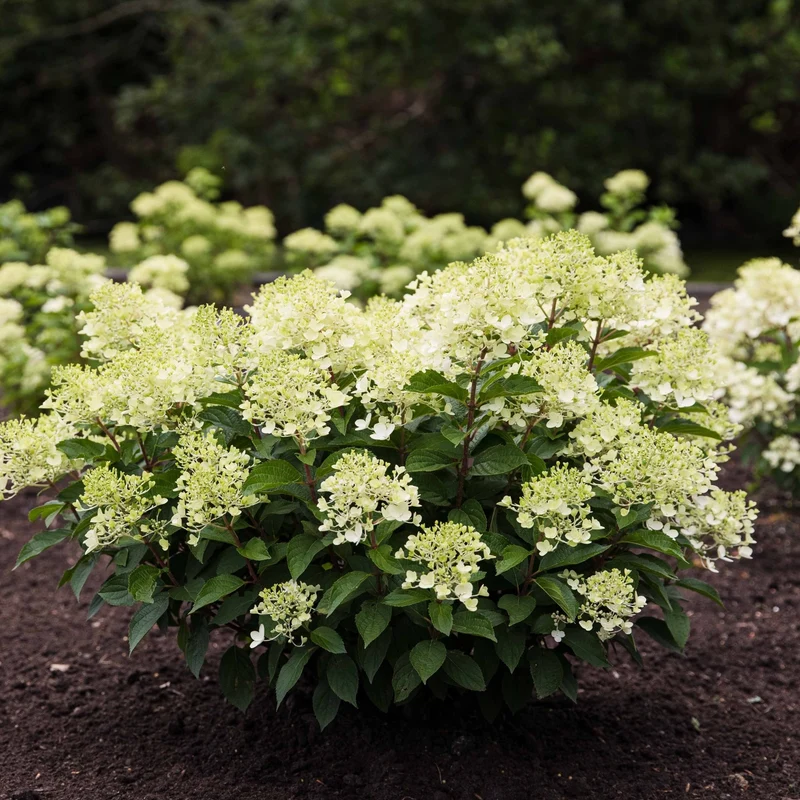 Rispenhortensie 'Living Milk & Honey®'