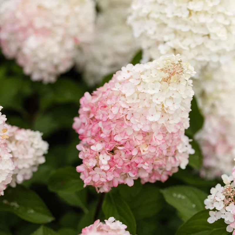 Rispenhortensie 'Living Colourful Cocktail®'