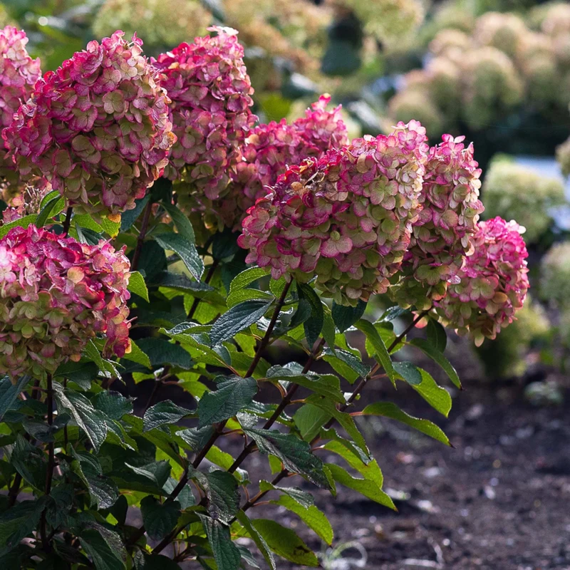 Rispenhortensie 'Living Colourful Cocktail®'