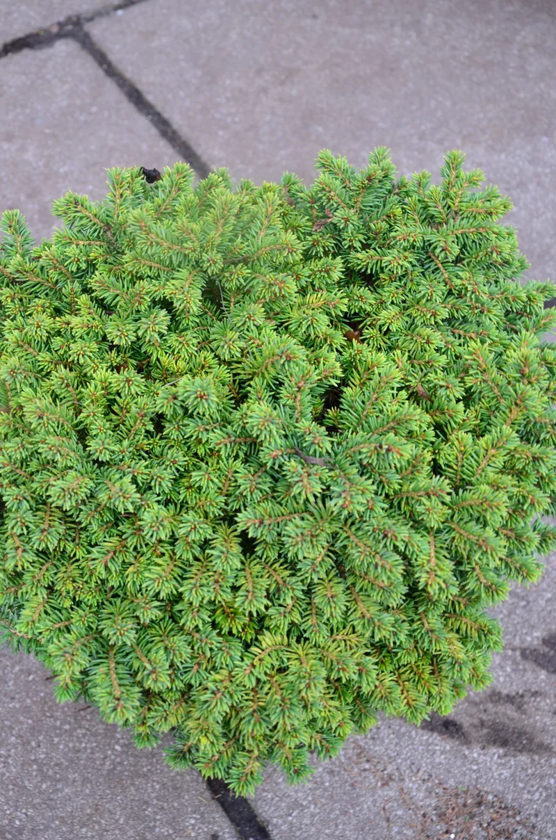 grüne Igelfichte Picea abies Echiniformis