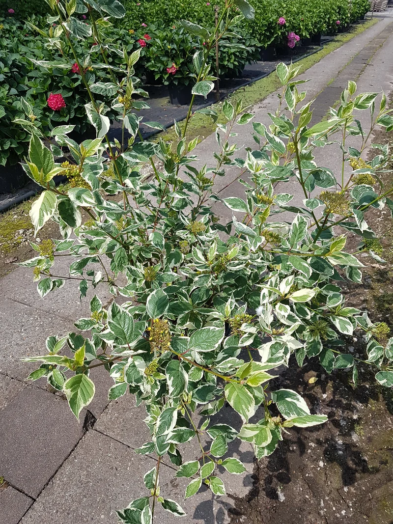 buntblättriger Rotholz Hartriegel Variegata