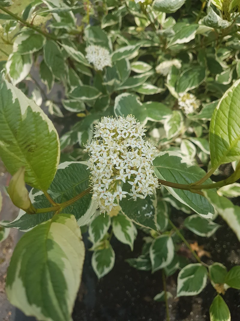 buntblättriger Rotholz Hartriegel Variegata