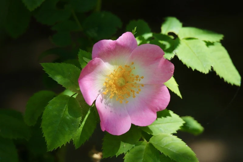 Hundsrose (Heckenrose) - Wurzelware