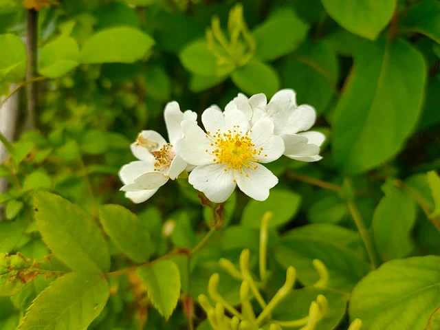 Vielblütige Rose - Topf/Containerpflanzen