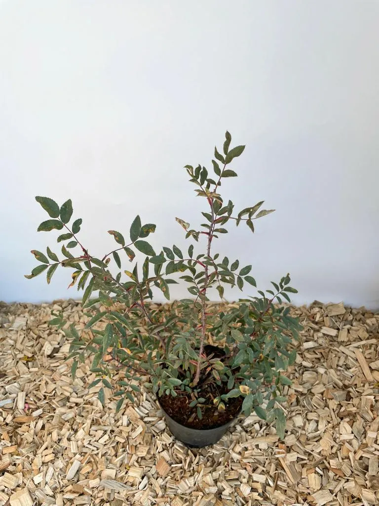 Blaue Hechtrose - Topf/Containerpflanzen