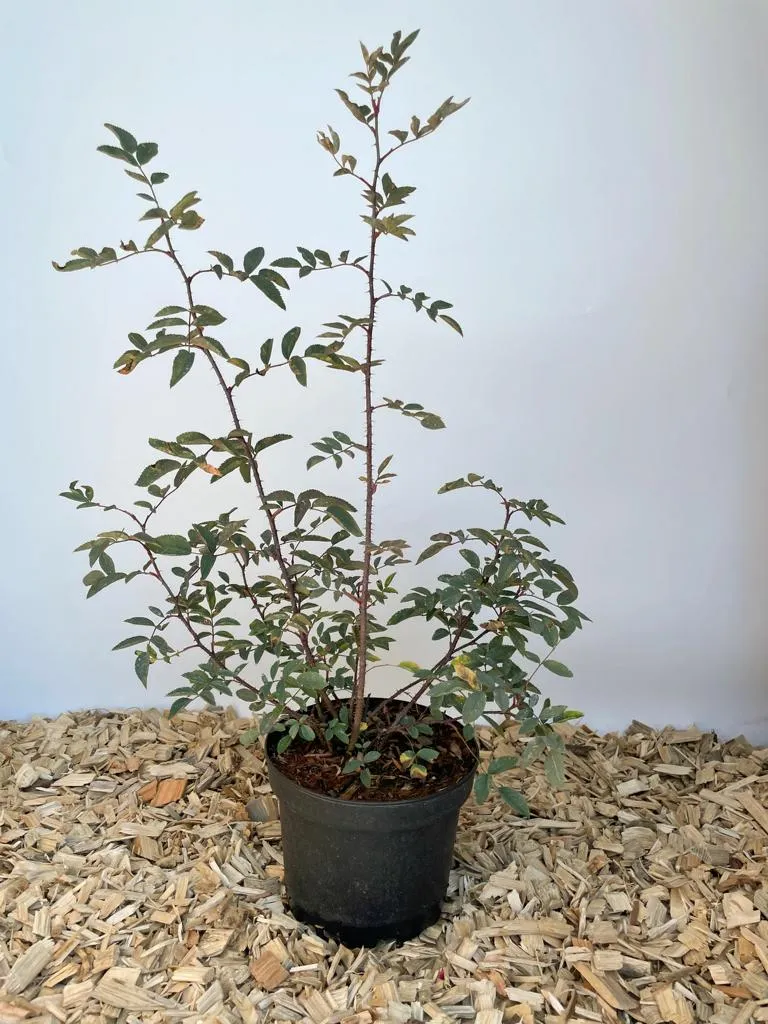 Blaue Hechtrose - Topf/Containerpflanzen