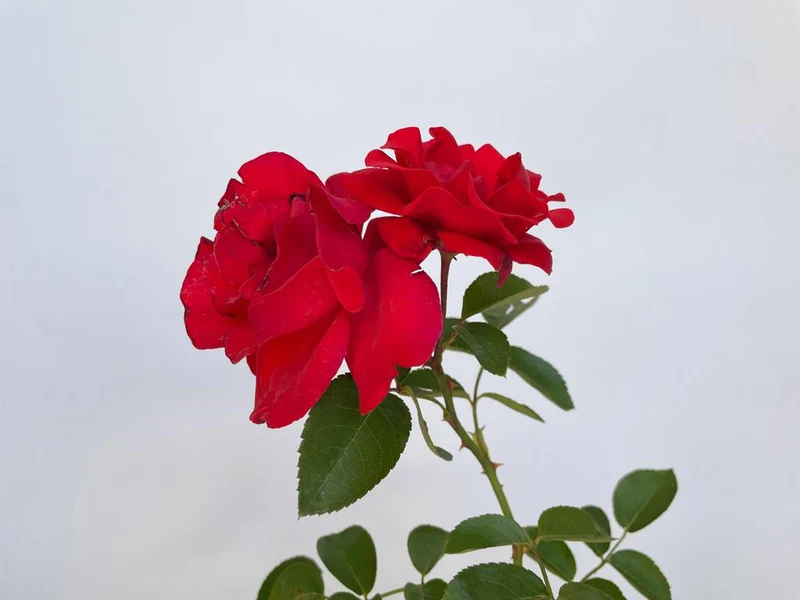 Kletterrose 'Santana'®