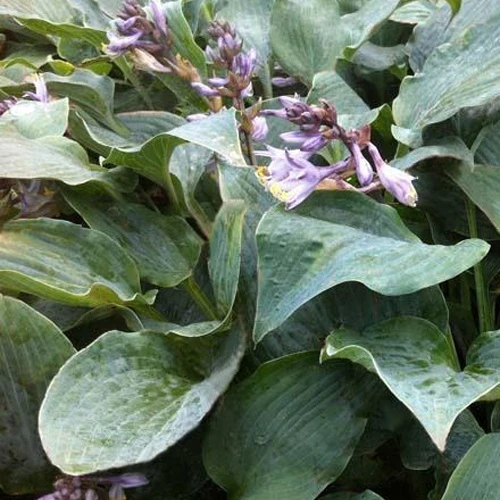 Hosta Winfield Blue Funkia