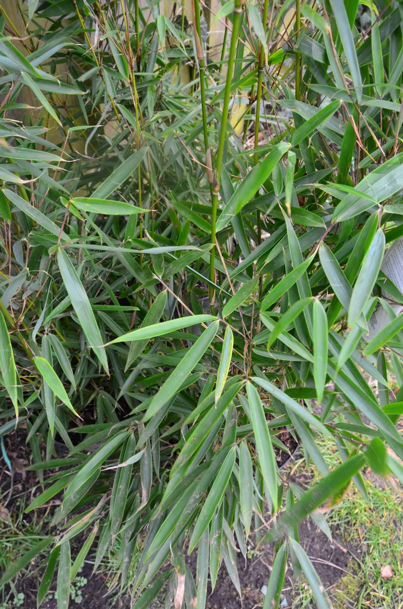 Schirmbambus Fargesia robusta Campbell