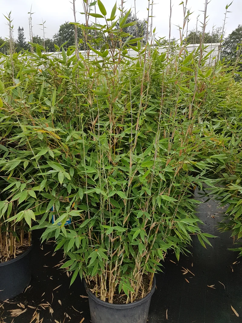 Blauer Drachenschuppen Bambus 'Blue Lizard'®