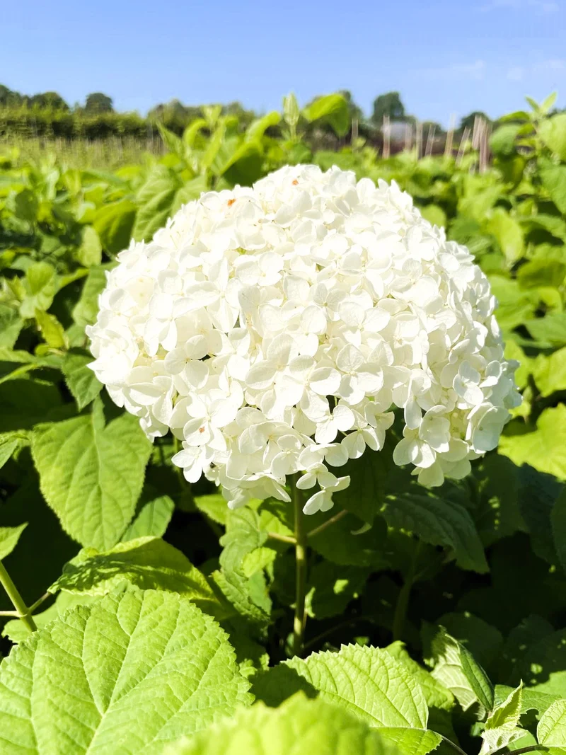 Schneeballhortensie - Topf/Containerpflanzen