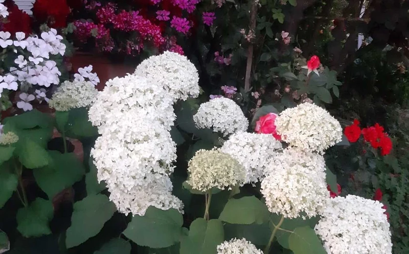 Schneeballhortensie - Topf/Containerpflanzen