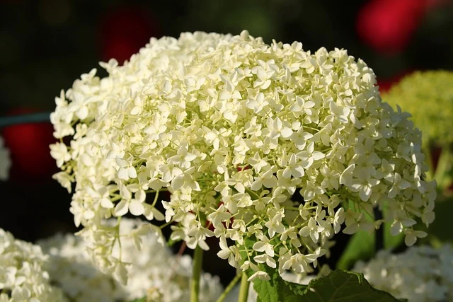 Schneeballhortensie - Topf/Containerpflanzen