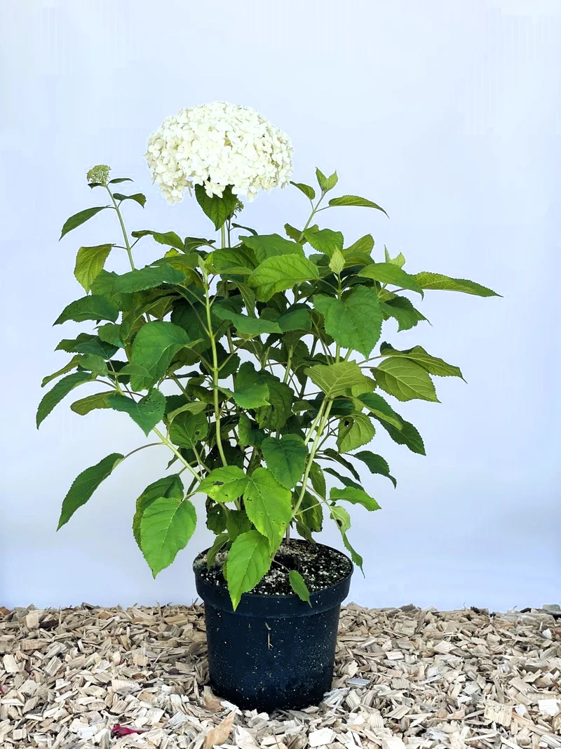 Schneeballhortensie - Topf/Containerpflanzen