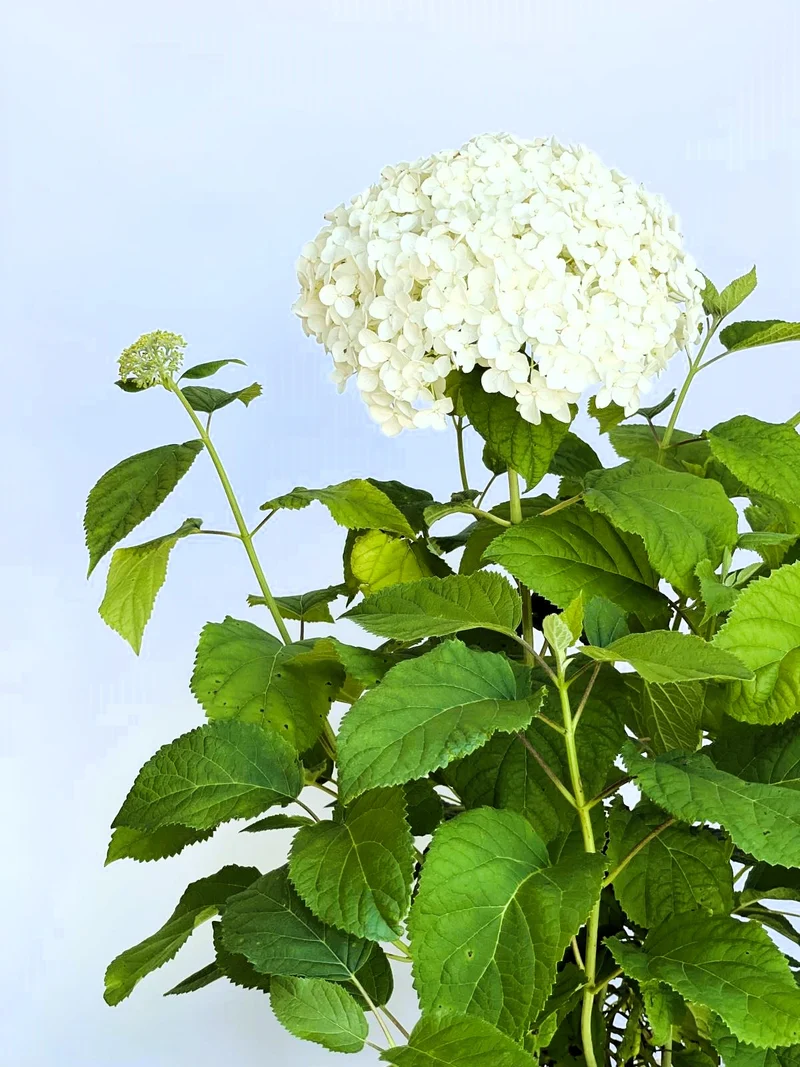 Schneeballhortensie - Topf/Containerpflanzen