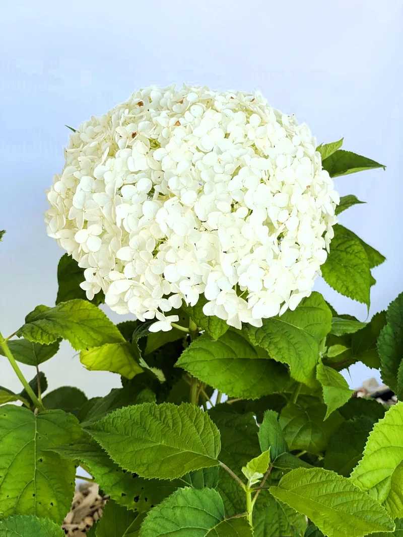 Schneeballhortensie - Topf/Containerpflanzen