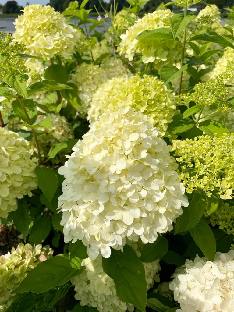 Rispenhortensie - Topf/Containerpflanzen