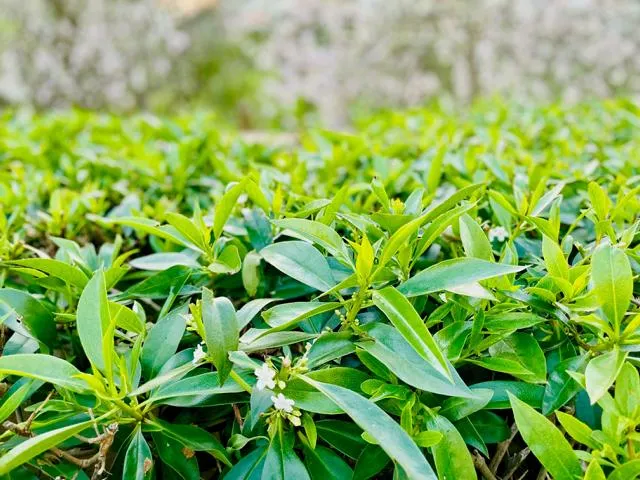 Portugiesischer Kirschlorbeer als Hecke - Topf/Containerpflanzen
