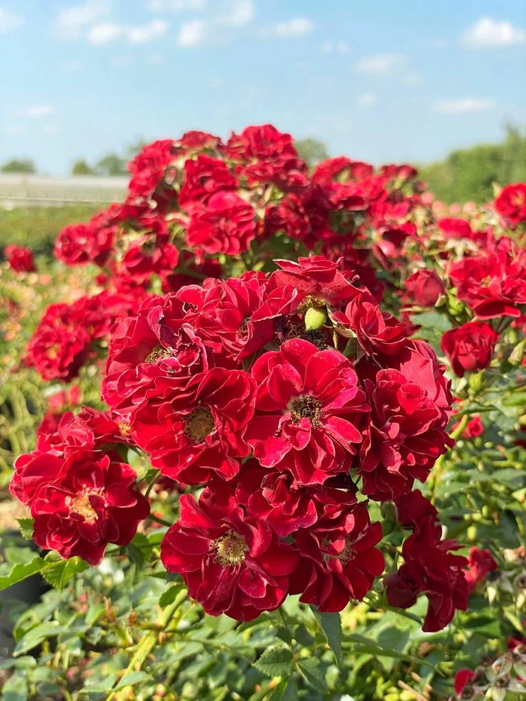 Bodendeckerrose 'Fairy Red® 92'
