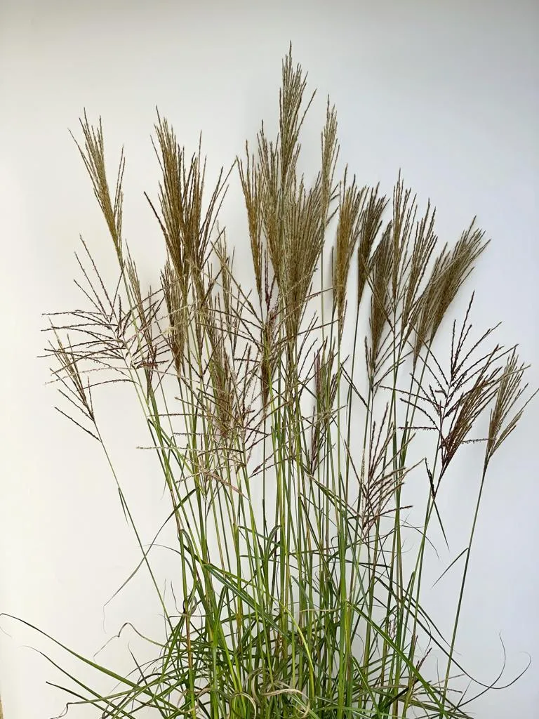 Chinaschilf 'Ferner Osten' - Topf/Containerpflanze