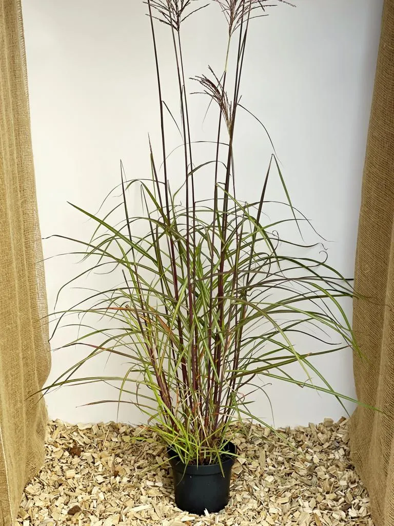 Chinaschilf 'Flamingo' - Topf/Containerpflanze