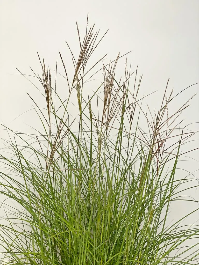 Chinaschilf 'Kleine Silberspinne' - Topf/Containerpflanze