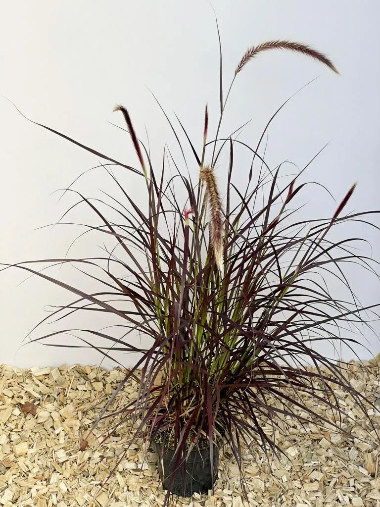 Lampenputzergras 'Rubrum' - Topf/Containerpflanze