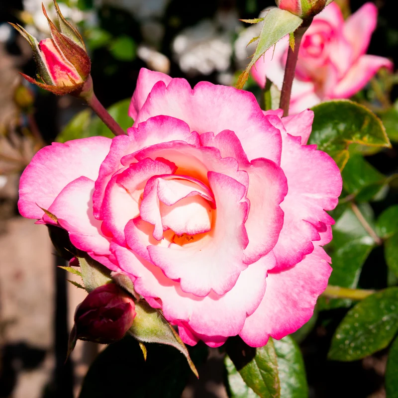 Kletterrose 'Haendel'