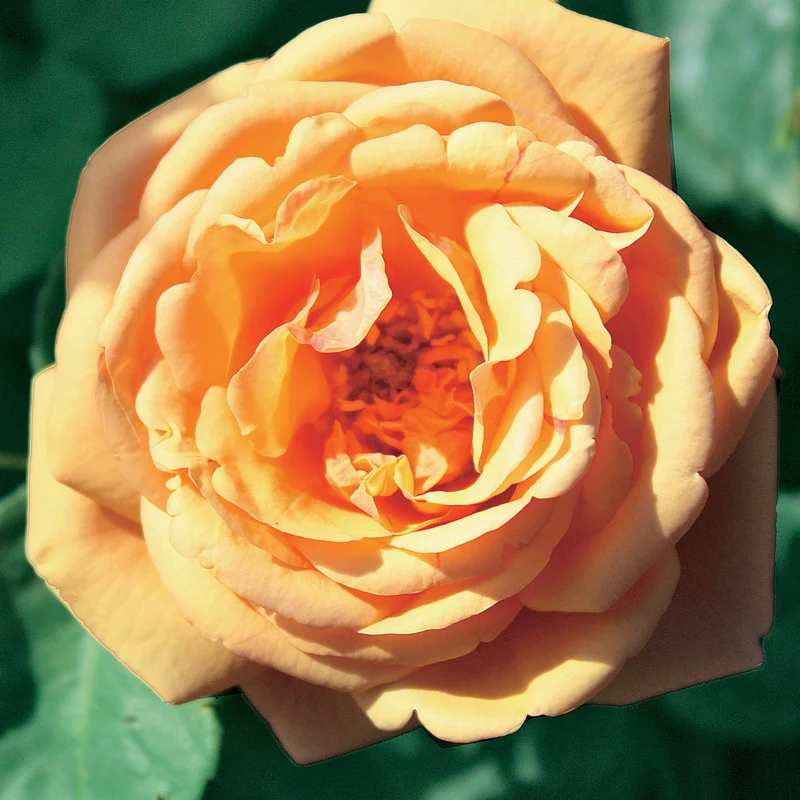 Englische Rosen Kollektion (x3)