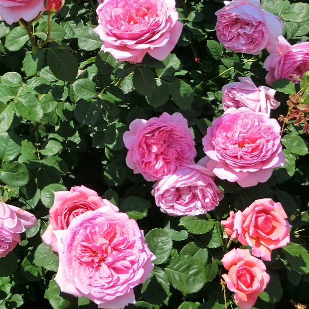 Englische Rosen Kollektion (x3)