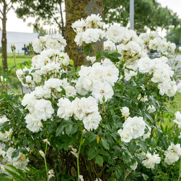 Hochstammrose ‘Korbin’