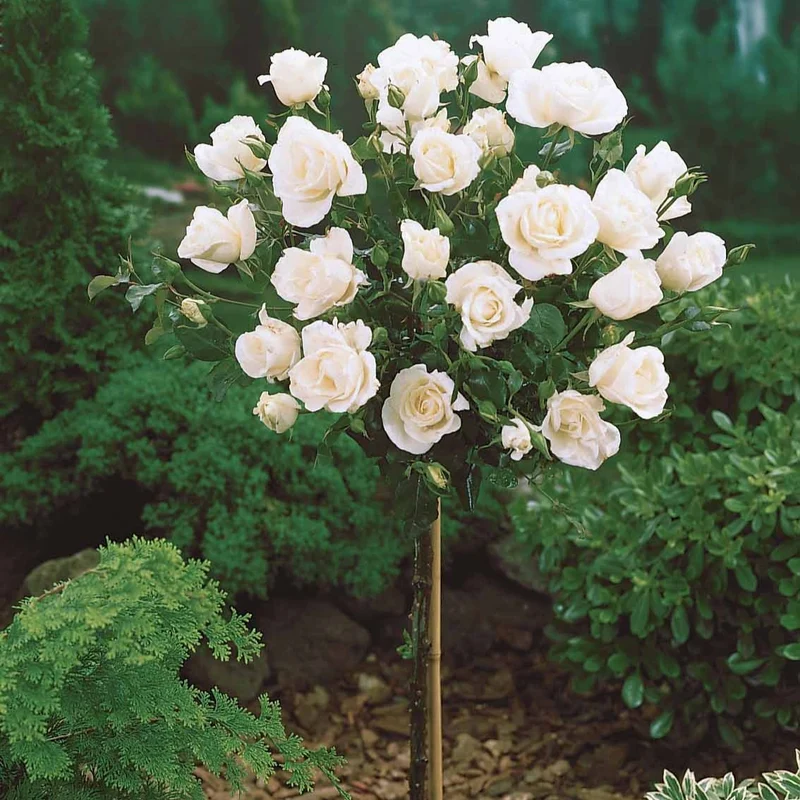 Hochstammrose ‘Korbin’