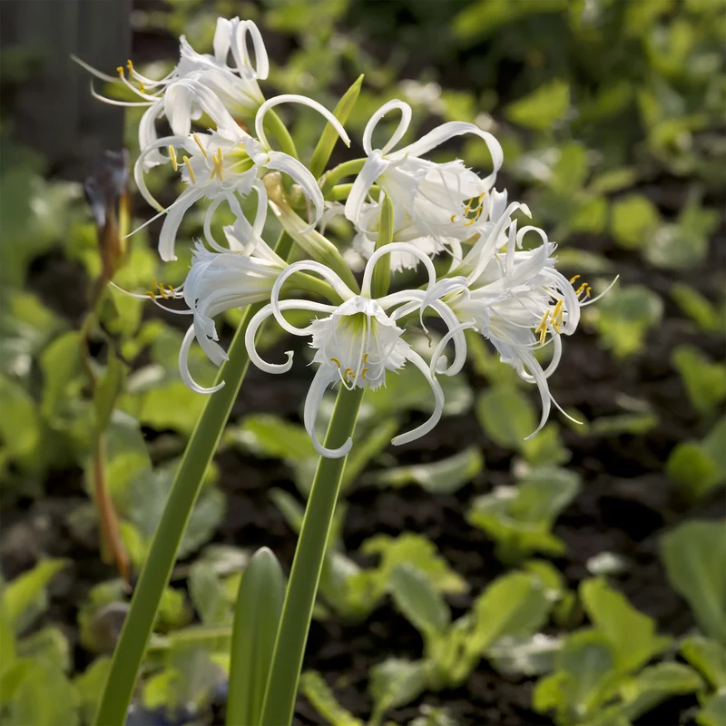 Spinnenlilie ‘Festalis’ (x3)