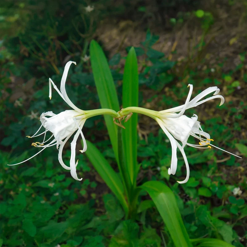 Spinnenlilie ‘Festalis’ (x3)
