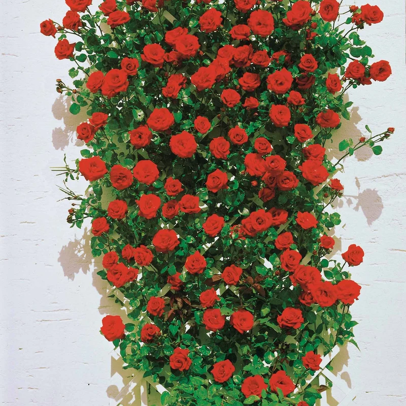 Kletterrosen Mischung (Ronsard, Golden Gate, Santana) (x3)