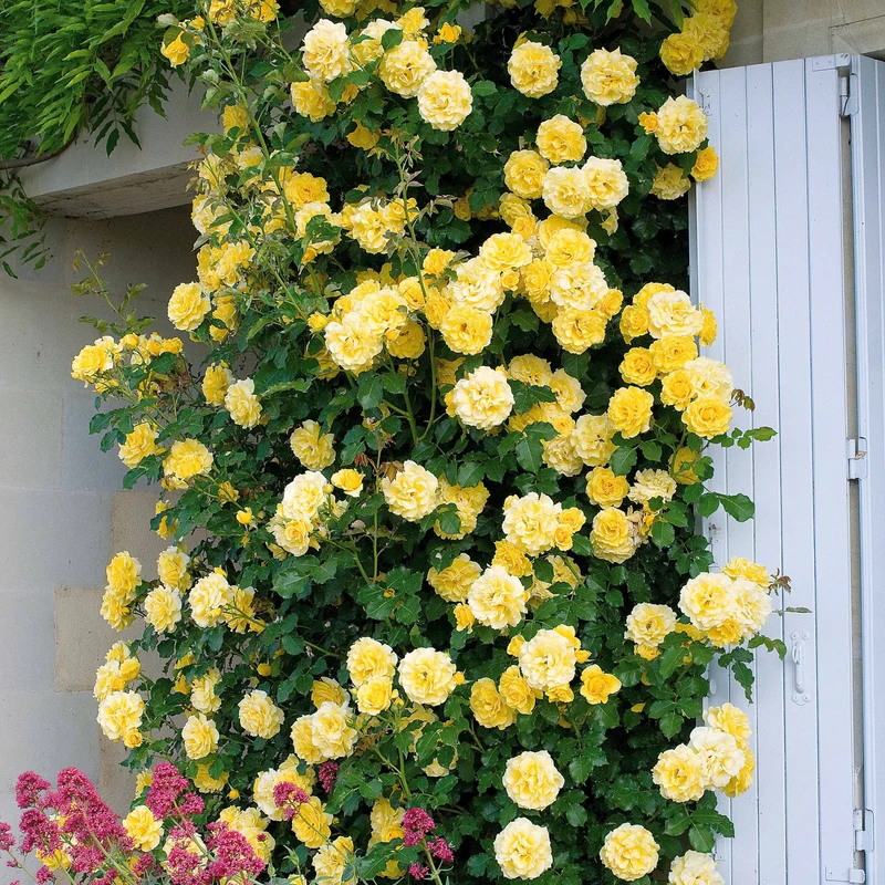 Kletterrosen Mischung (Ronsard, Golden Gate, Santana) (x3)