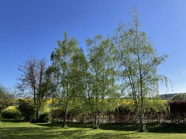 Sandbirke - Baum des Jahres 2000