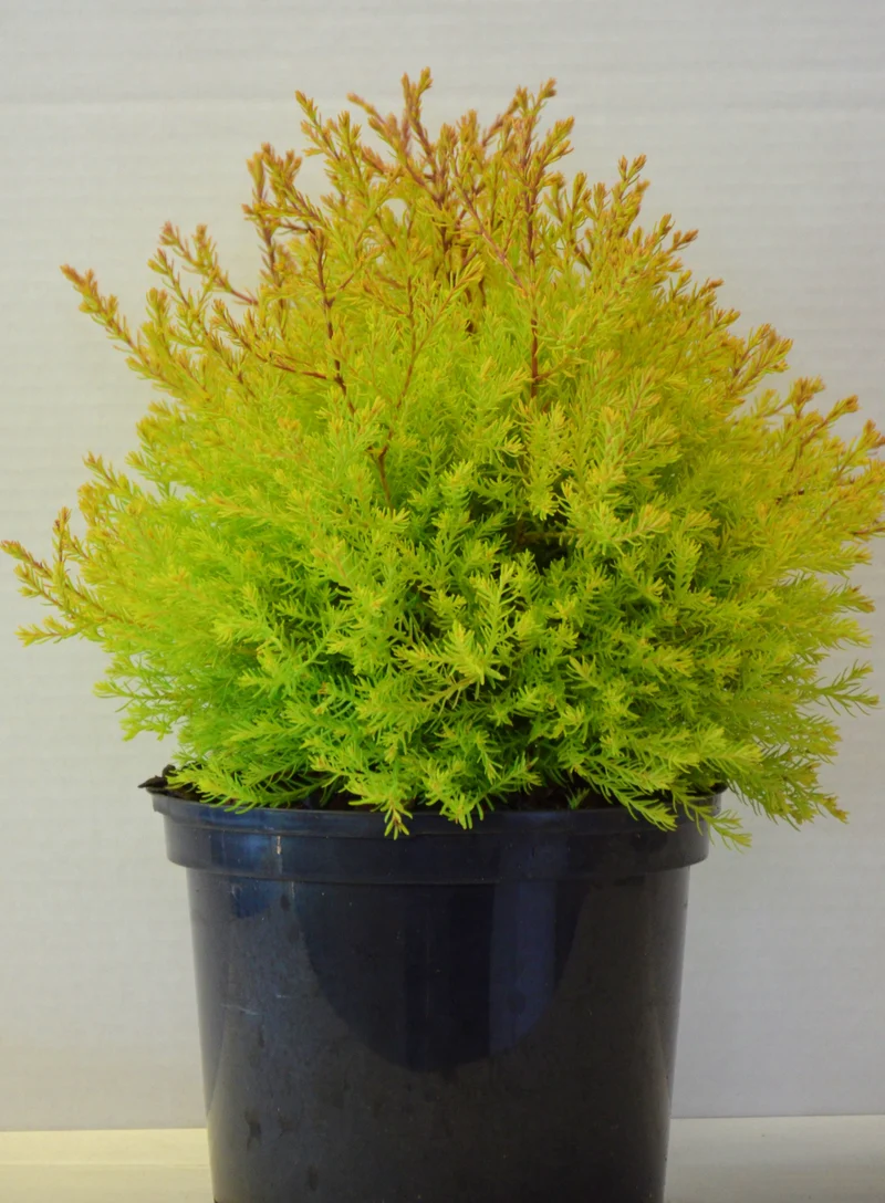 Abendländischer Lebensbaum Thuja occidentalis Fire Chief