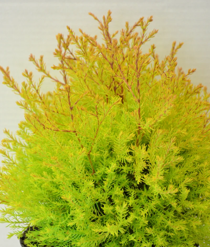 Abendländischer Lebensbaum Thuja occidentalis Fire Chief