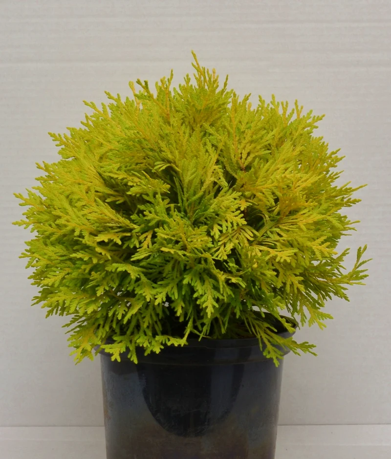 Kugel Lebensbaum Thuja occidentalis Amber Glow