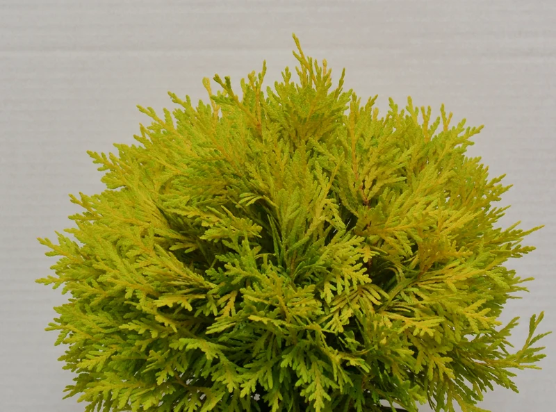 Kugel Lebensbaum Thuja occidentalis Amber Glow